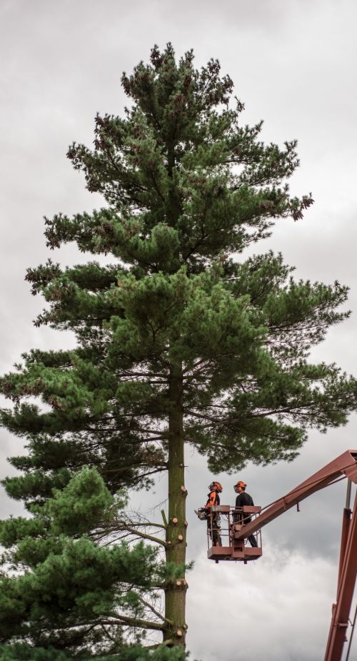 arborist-men-with-chainsaw-and-lifting-platform-cu-2024-10-20-01-20-17-utc