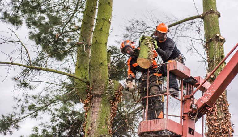 arborist-men-with-chainsaw-and-lifting-platform-cu-2024-10-20-22-36-32-utc
