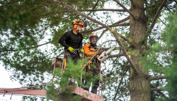 arborist-men-with-chainsaw-and-lifting-platform-cu-2025-10-11-23-02-05-utc