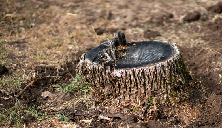 cut-tree-stump-environment-problem-of-forest-disa-2025-01-26-23-42-34-utc