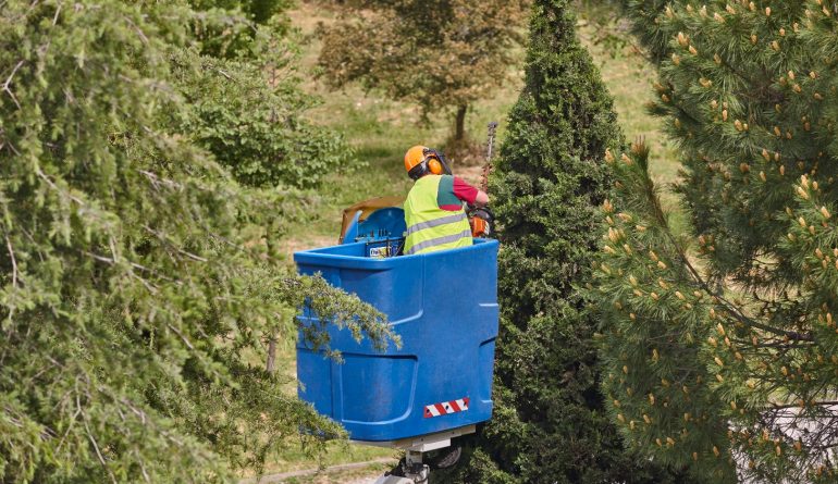 gardener-pruning-a-cypress-on-a-crane-seasonal-ma-2025-01-28-01-24-45-utc