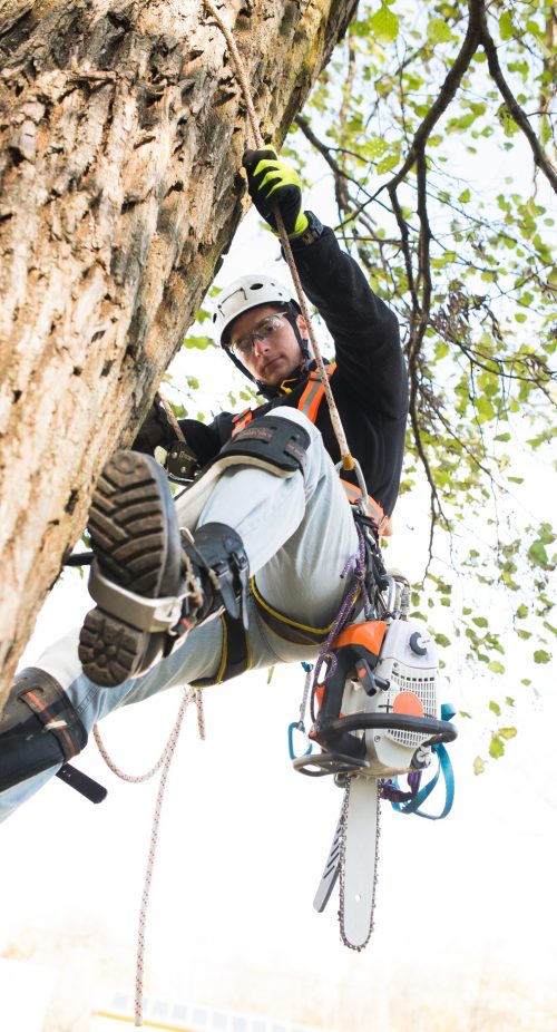 lumberjack-with-saw-and-harness-pruning-a-tree-2025-10-02-06-19-23-utc
