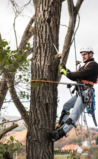 lumberjack-with-saw-and-harness-pruning-a-tree-2025-10-09-23-54-30-utc