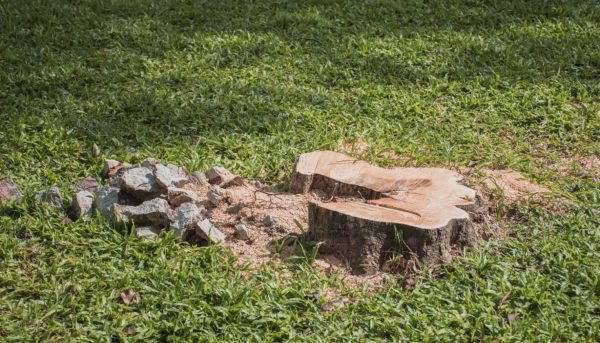 nature-2024-12-05-13-56-53-utc