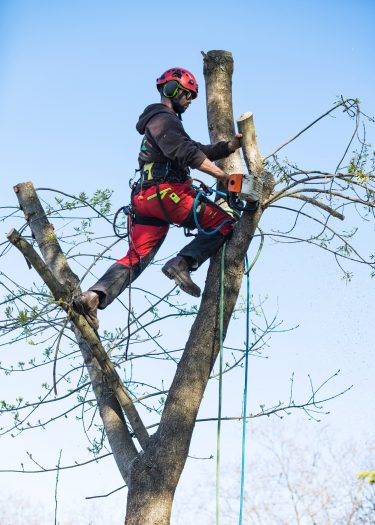 pruning-a-tree-2024-12-06-01-52-38-utc