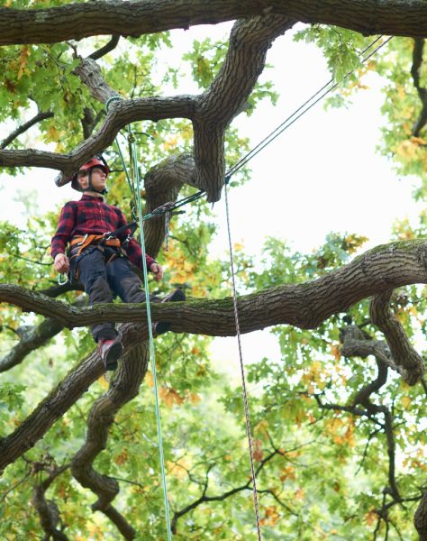 trainee-teenage-male-tree-surgeon-standing-on-tree-2025-04-03-04-35-51-utc