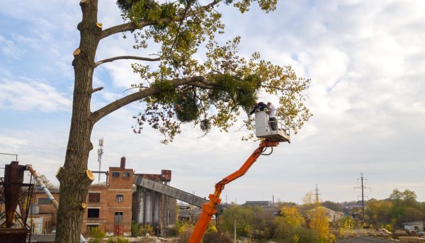 two-male-service-workers-cutting-down-big-tree-bra-2024-12-06-10-46-41-utc