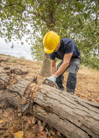 vertical-shot-of-a-lumberjack-with-a-chainsaw-in-a-2025-02-02-14-57-49-utc